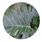 DwarfGiantFarm 100Pcs A Set Philodendron Xanadu Seed ProDgf