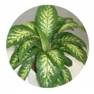 DwarfGiantFarm 100Pcs A Set Zebra Rohdea Roth Seed ProDgf