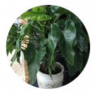 DwarfGiantFarm 100Pcs A Set Philodendron erubescens cv.Green Seed  ProDgf
