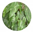 DwarfGiantFarm 100Pcs A Set Philodendron panduriforme Seed   ProDgf