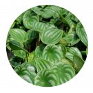 DwarfGiantFarm 100Pcs A Set Peperomiasandersii Seed  ProDgf