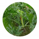 DwarfGiantFarm 100Pcs A Set Philodenron selloum Koch Seed   ProDgf