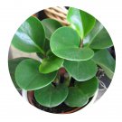 DwarfGiantFarm 100Pcs A Set Peperomia obtusifolia Seed    ProDgf