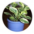 DwarfGiantFarm 100Pcs A Set Peperomia sandersii Seed   ProDgf