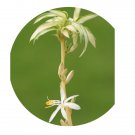 DwarfGiantFarm 100Pcs A Set var.medio pictum Seed   ProDgf