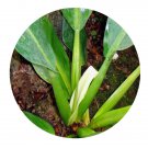 DwarfGiantFarm 100Pcs A Set philodendron martianum Seed   ProDgf