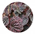 DwarfGiantFarm 100Pcs A Set Peperomia caperata Seed  ProDgf