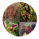 DwarfGiantFarm 100Pcs A Set Plectranthus scutellarioides Seed  ProDgf
