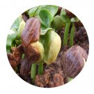 DwarfGiantFarm 100Pcs A Set Pachira macrocarpa Seed  ProDgf