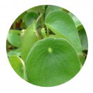 DwarfGiantFarm 100Pcs A Set Peperomia clusiaefolia Seed  ProDgf