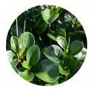 DwarfGiantFarm 100Pcs A Set Peperomia tetraphylla Seed  ProDgf