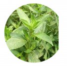 DwarfGiantFarm 100Pcs A Set Mentha haplocalyx Seed ProDgf