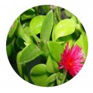 DwarfGiantFarm 100Pcs A Set Mesembryanthemum cordifolium Seed ProDgf
