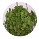 DwarfGiantFarm 100Pcs A Set Melissa Officinalis Seed ProDgf