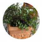 DwarfGiantFarm 100Pcs A Set Muehlewbeckia complera Seed ProDgf