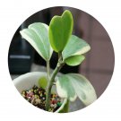 DwarfGiantFarm 100Pcs A Set Hoya kerrii var. variegata Seed ProDgf