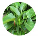DwarfGiantFarm 100Pcs A Set Philodendron con go Seed ProDgf