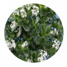 DwarfGiantFarm 100Pcs A Set Jade Plant Seed ProDgf