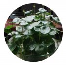 DwarfGiantFarm 100Pcs A Set Hydrocotyle vulgaris Seed  ProDgf