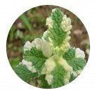 DwarfGiantFarm 100Pcs A Set Mantha rotundifolia Variegata Seed  ProDgf