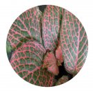 DwarfGiantFarm 100Pcs A Set Fittonia verschaffeltii Seed   ProDgf