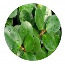 DwarfGiantFarm 100Pcs A Set Ficus elastica Seed   ProDgf