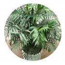 DwarfGiantFarm 100Pcs A Set Howea belmoreana Seed   ProDgf