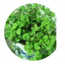 DwarfGiantFarm 100Pcs A Set Ground Ivy common glechoma Seed    ProDgf
