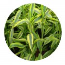 DwarfGiantFarm 100Pcs A Set dracaena sanderiana golden edge Seed   ProDgf