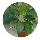 DwarfGiantFarm 100Pcs A Set Aglaonema commutatum Pseudo bracteatum White Rajah Seed   ProDgf
