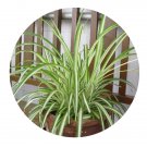 DwarfGiantFarm 100Pcs A Set Argentum cor Chlorophytum Seed   ProDgf