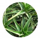 DwarfGiantFarm 100Pcs A Set Aloe nobilis Seed   ProDgf