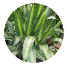 DwarfGiantFarm 100Pcs A Set Dracaena fragrans Seed   ProDgf