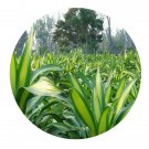 DwarfGiantFarm 100Pcs A Set Dracaena deremensis Roehrs Gold Seed  ProDgf