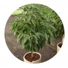 DwarfGiantFarm 100Pcs A Set Cinnamomum Kotoensis Seed ProDgf