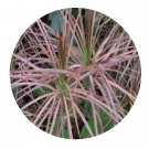 DwarfGiantFarm 100Pcs A Set Dracaena marginata Seed ProDgf
