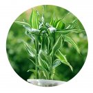 DwarfGiantFarm 100Pcs A Set dracaena sanderiana Seed ProDgf