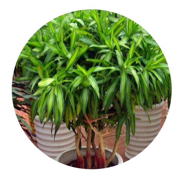 DwarfGiantFarm 100Pcs A Set Dracaena reflexa Seed ProDgf
