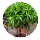 DwarfGiantFarm 100Pcs A Set Dracaena reflexa Seed ProDgf
