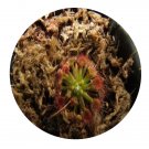 DwarfGiantFarm 100Pcs A Set Drosera nitidula pulchella Seed ProDgf