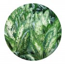 DwarfGiantFarm 100Pcs A Set Dieffenbachia picta Seed ProDgf