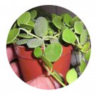 DwarfGiantFarm 100Pcs A Set Dischidianummularia Seed ProDgf