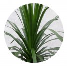 DwarfGiantFarm 100Pcs A Set Dracaena angustifolia Seed ProDgf