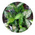 DwarfGiantFarm 100Pcs A Set Dracaena godselliana Seed ProDgf