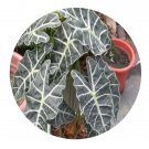DwarfGiantFarm 100Pcs A Set Herba Monachosori Henryi Seed ProDgf