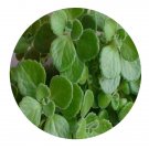 DwarfGiantFarm 100Pcs A Set Plectranthus tomentosa Seed ProDgf