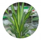 DwarfGiantFarm 100Pcs A Set Draceana arborea Seed ProDgf