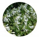 DwarfGiantFarm 100Pcs A Set Hosta plantaginea Aschers Seed ProDgf