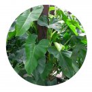DwarfGiantFarm 100Pcs A Set Philodendron andreanum Seed ProDgf