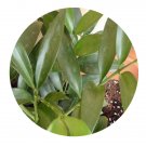 DwarfGiantFarm 100Pcs A Set Podocarpus nagi Seed  ProDgf
